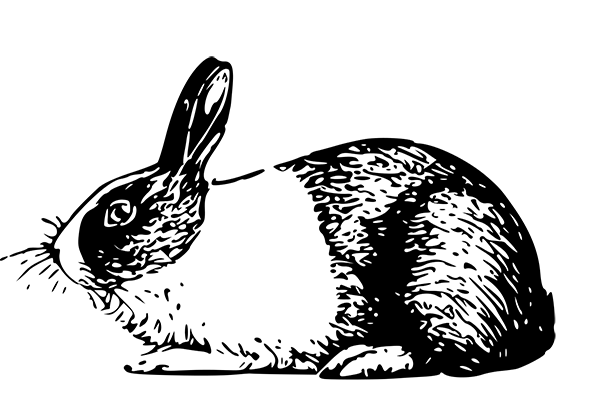 Holländerkaninchen